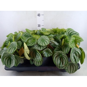 Peperomia argyreia