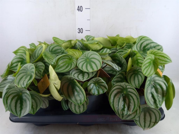 <h4>Peperomia argyreia</h4>