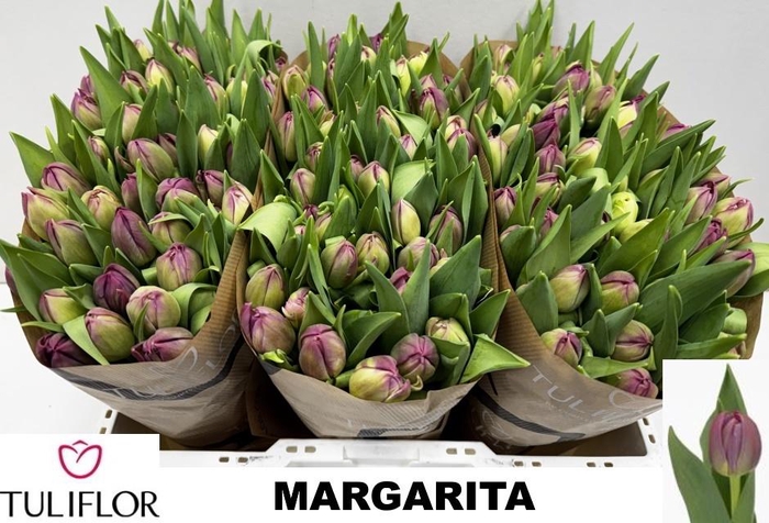 <h4>TU DU MARGARITA</h4>