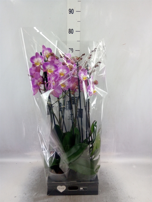 <h4>Phalaenopsis  'Ant Split'</h4>