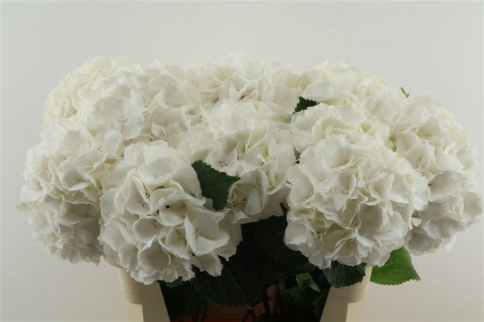 <h4>Hydr M Schneeball 80-21</h4>