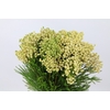 Kaaps Groen Lanug. White