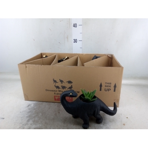 Arr.  Succulents L%