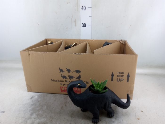 <h4>Arr.  Succulents L%</h4>