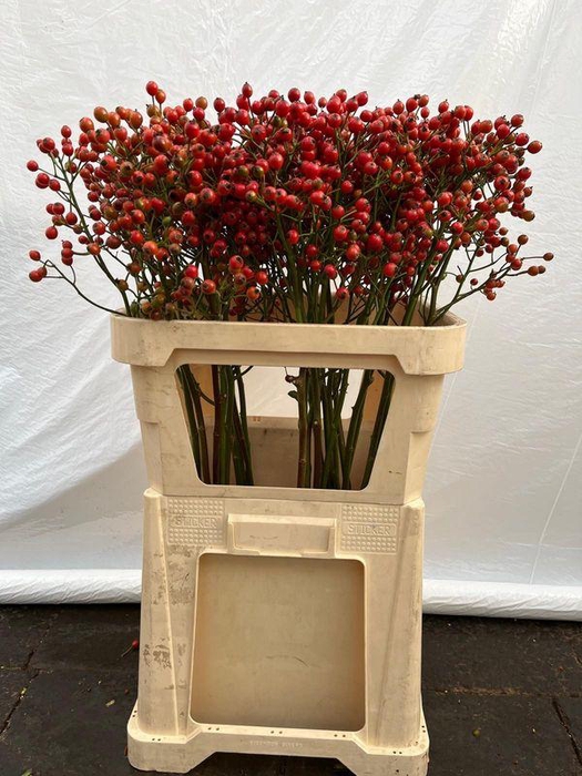 <h4>ROSA MAG SUNSET</h4>