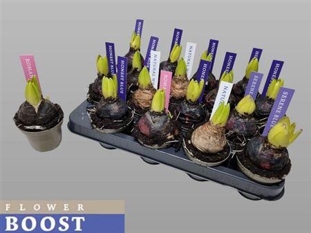 <h4>Hyacin Pear Gem 4 Kl</h4>