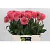 Dahlia Pink Runner