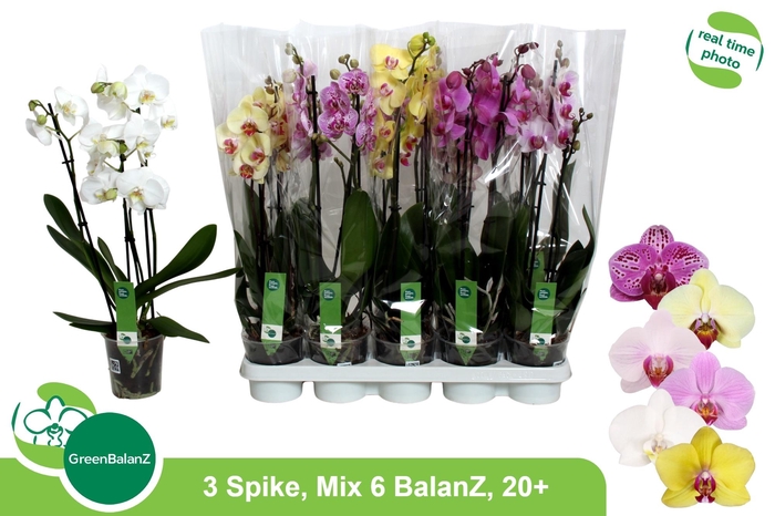 <h4>Phal Gem 6 Kl</h4>