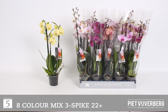 <h4>PHAL GEM 8 KL</h4>