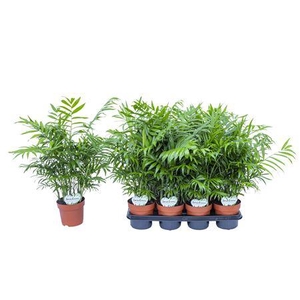 Chamaedorea Elegans P14