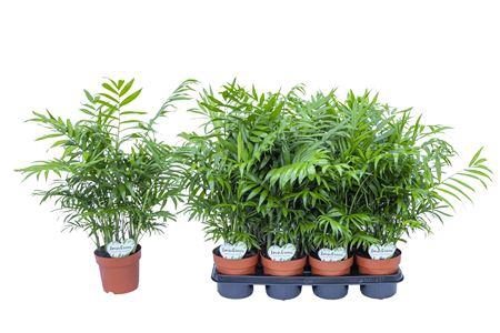 <h4>Chamaedorea Elegans P14</h4>