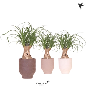 Kolibri Greens Beaucarnea in Beach pot mix