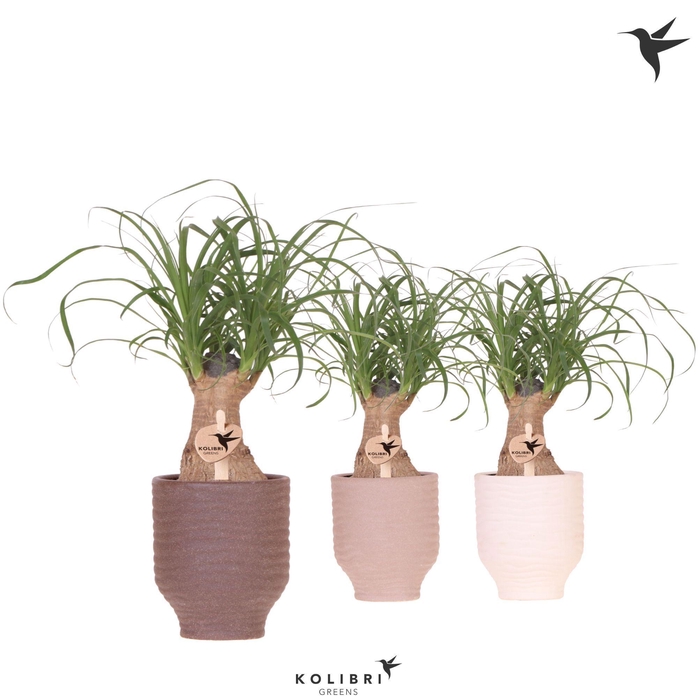 <h4>Kolibri Greens Beaucarnea in Beach pot mix</h4>