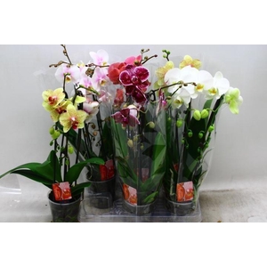 PHAL EL CASCADE