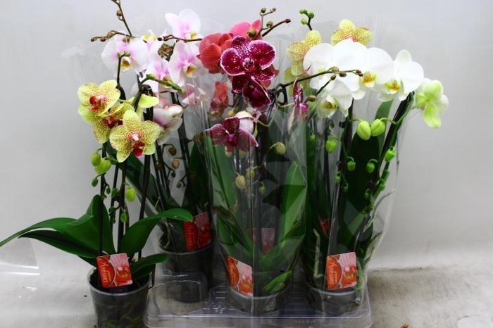 <h4>PHAL EL CASCADE</h4>