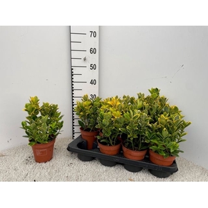 Euonymus Ja Aureomar