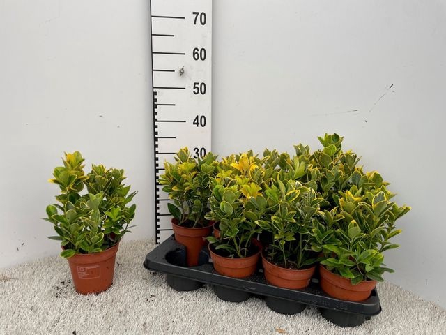 <h4>Euonymus Ja Aureomar</h4>