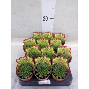 Sempervivum tectorum