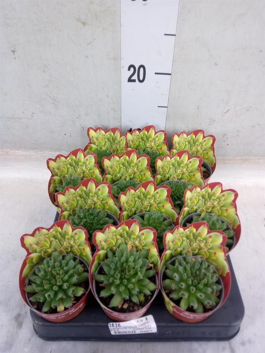<h4>Sempervivum tectorum</h4>
