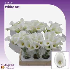 Calla White Art