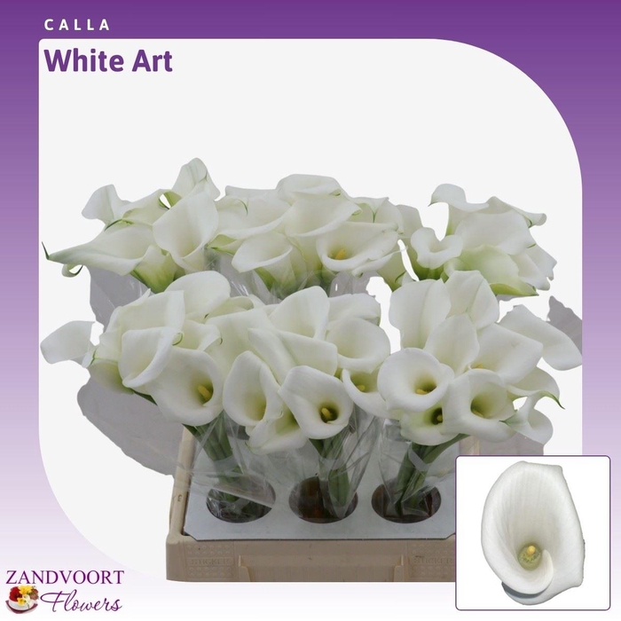 <h4>Calla White Art</h4>