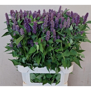 AGASTACHE OV