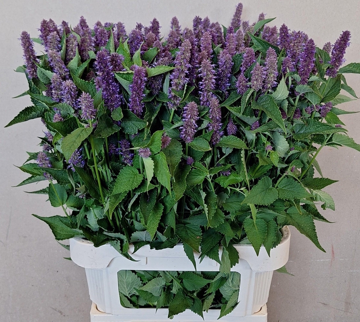 <h4>AGASTACHE OV</h4>