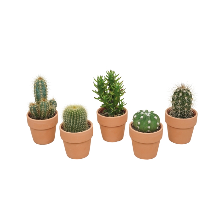 <h4>Cactus mix in 6 cm 'Terracotta Kraagpotje'</h4>