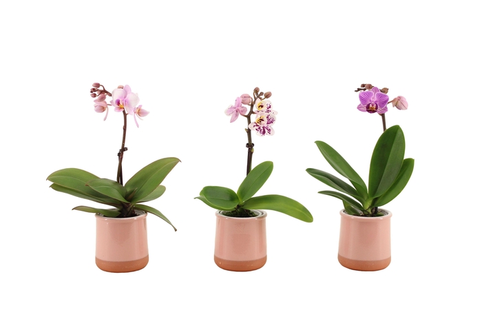 <h4>Valencia Roze Tiny Dolls Mix 1T7+ aqu@</h4>