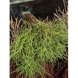 Vaccinium cor. (Bornholmsk Blåbærris)