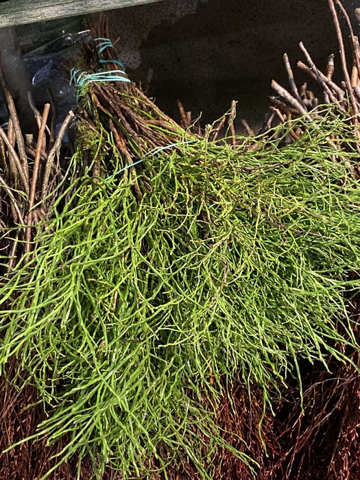 <h4>Vaccinium cor. (Bornholmsk Blåbærris)</h4>