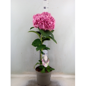 Hydrangea mac. 'Fusion'
