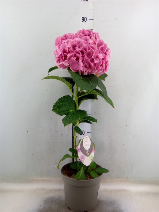 <h4>Hydrangea mac. 'Fusion'</h4>