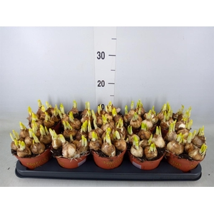 Narcissus  'Tete a tete'