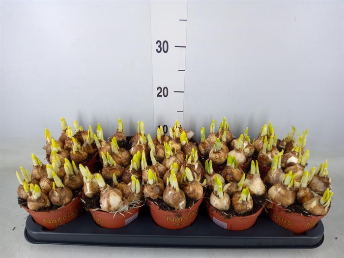 <h4>Narcissus  'Tete a tete'</h4>