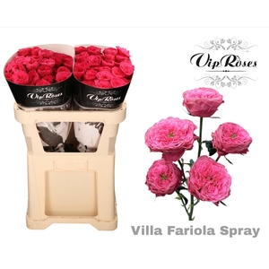 R Tr Villa Fariola