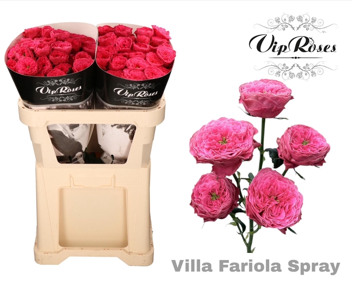 <h4>R Tr Villa Fariola</h4>