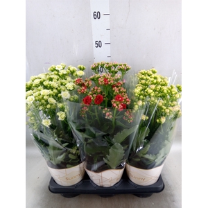 Kalanchoe   ...