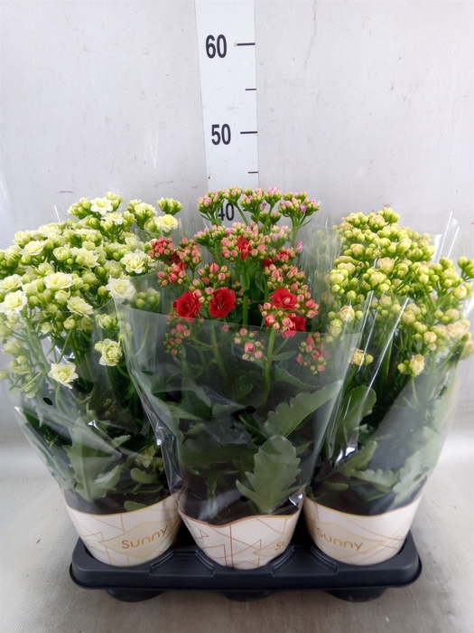 <h4>Kalanchoe   ...</h4>