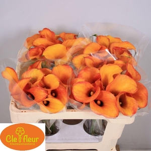 ZANT HOT SHOT