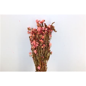 Dried Gomphrena Pink Pintado Bunch