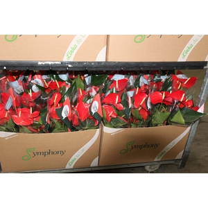 ANTHURIUM QUERIDA P15