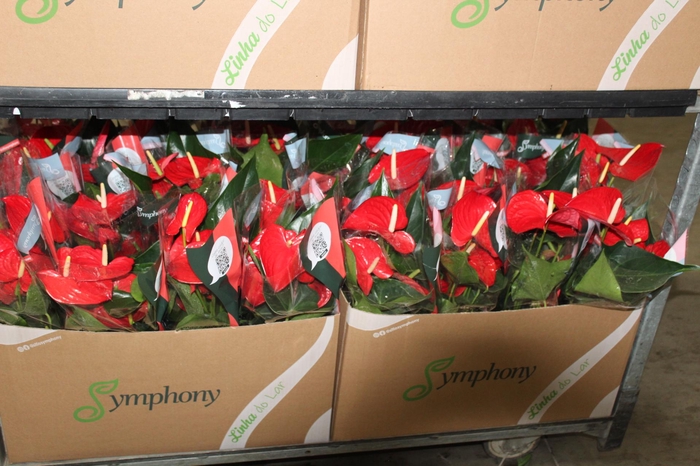 <h4>ANTHURIUM QUERIDA P15</h4>