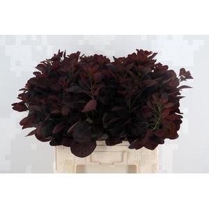 COTINUSBLAD ROYAL PURPLE 060CM