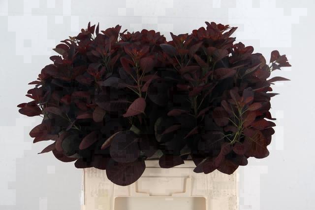 <h4>COTINUSBLAD ROYAL PURPLE 060CM</h4>