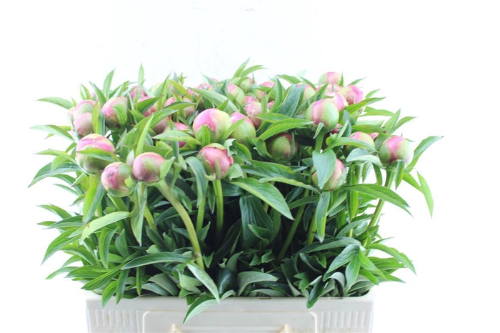 <h4>Paeonia L Coral Charm</h4>