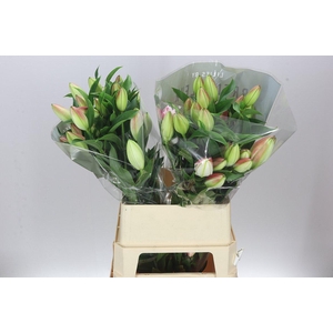 Lil Or Double Diamond