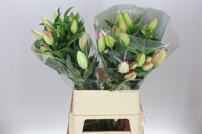 <h4>Lil Or Double Diamond</h4>