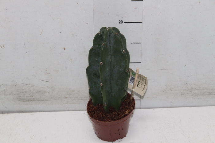 <h4>CACTUS MANDACARU P11 SEM ESPINHOS</h4>