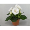 Gloxinia Sonata White